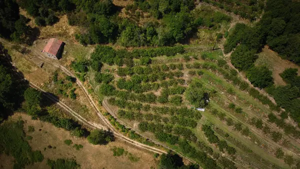 Vue aérienne des cerisiers