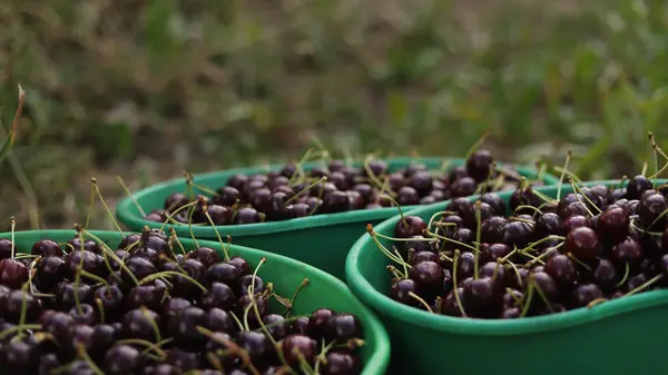 Cerises ardéchoises en gros plan
